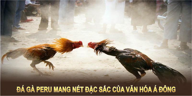 Đá gà Peru mang nét đặc sắc của văn hóa Nam Mỹ