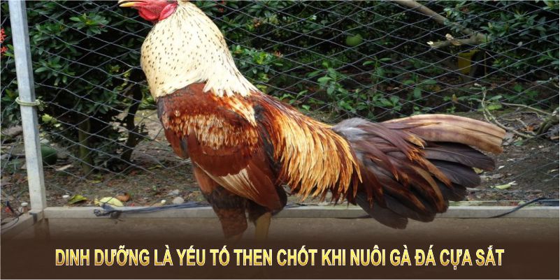 Bí quyết dinh dưỡng là yếu tố then chốt khi áp dụng cách nuôi gà đá cựa sắt