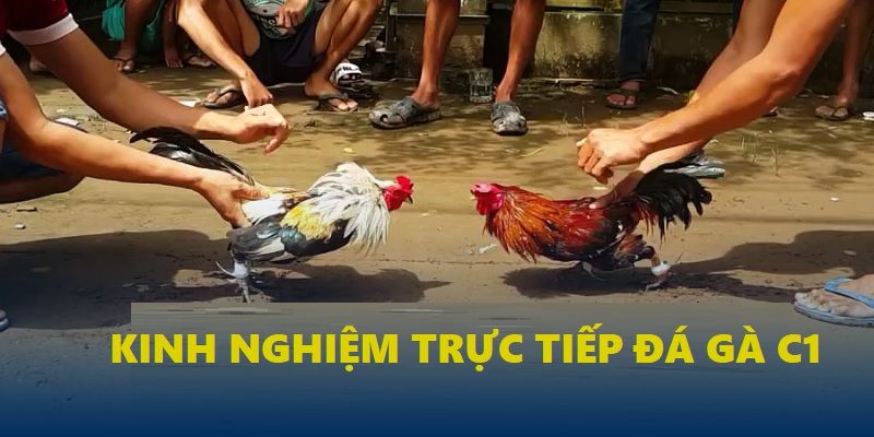 Kinh nghiệm hay khi tham gia trực tiếp đá gà C1