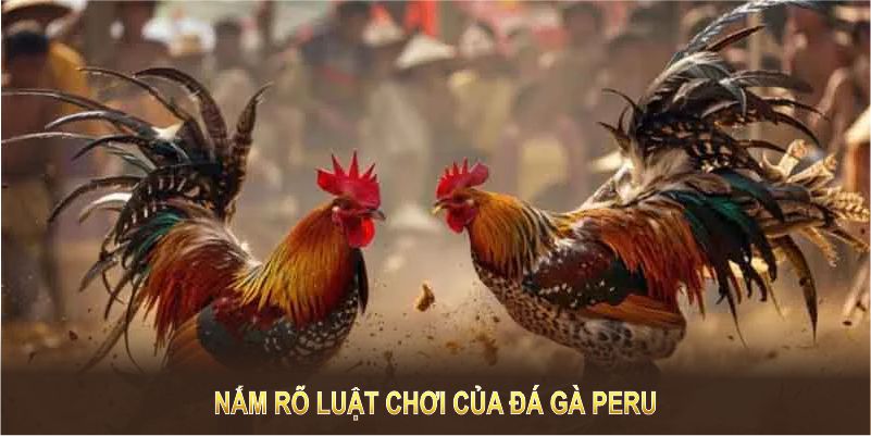 Nắm rõ  luật chơi đá gà Peru